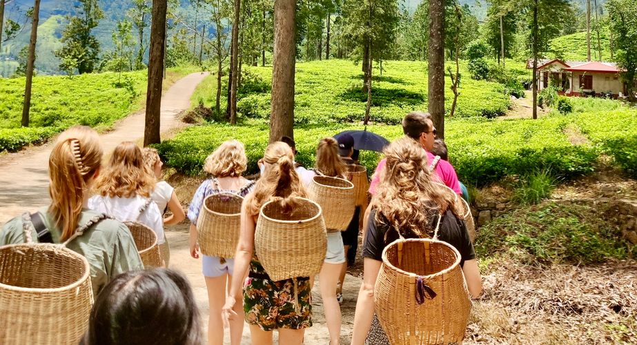 Theeplantage op Sri Lanka Theeplantage op Sri Lanka